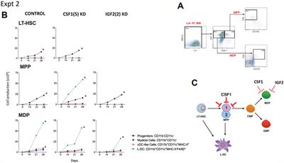 Role of SVEP1 in Stroma-Dependent Hematopoiesis In vitro